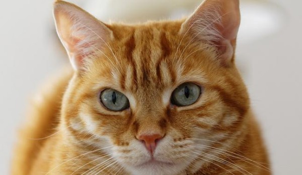 Wojownicy Klan Lasu: Atak Klanu Cienia i psów – Prolog