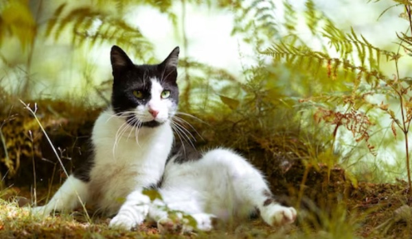 opo z obs Wojownicy: prolog