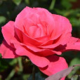 rosy_