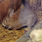 chomikiwi