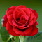 Blue_Rose777