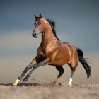 lucky.horse.9