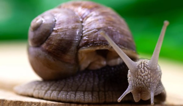 Ile wiesz o ślimakach? part 2