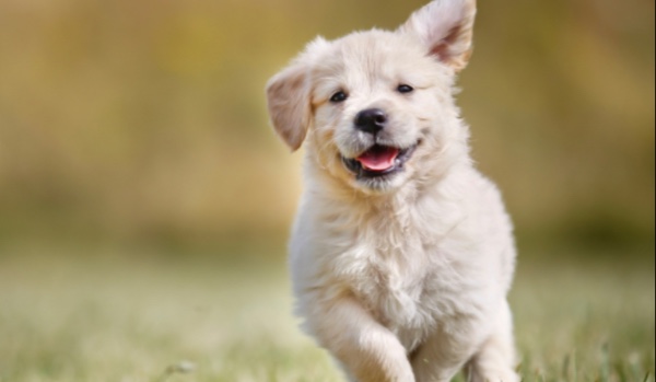 Jaką rasą psa byłb/abyś?