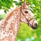 hors.koniarka.horses