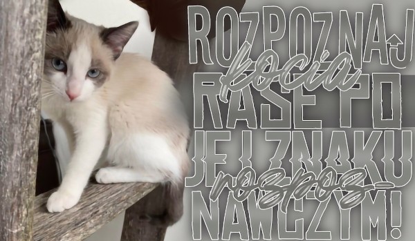 Rozpoznaj kocią rasę po jej znaku rozpoznawczym!