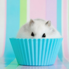 ChomikNatiHamster