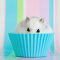 ChomikNatiHamster