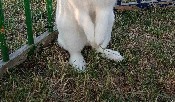 Test wiedzy o królikach miniaturowych