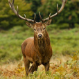 Deer.Lover