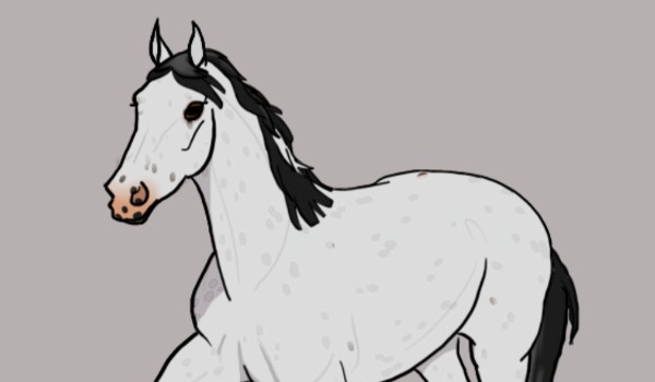 Jak wyobrażam sobie swoich obserwatorów jako konie! #5