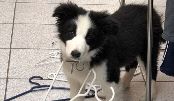 Test wiedzy o rasie Border collie