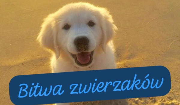 Bitwa zwierzaków runda 3