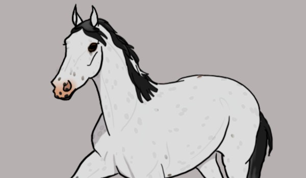 Jak wyobrażam sobie swoich obserwatorów jako konie! #7