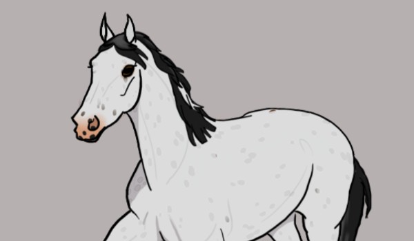 Jak wyobrażam sobie swoich obserwatorów jako konie! #8