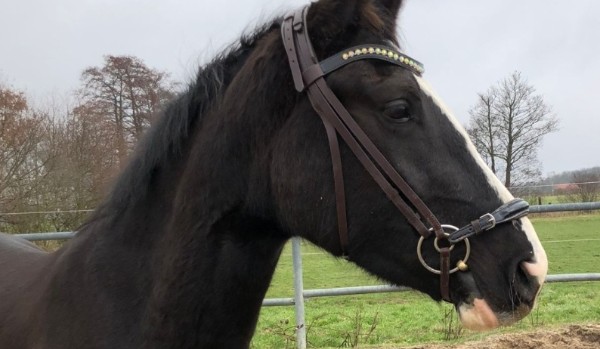 Jak dobrze znasz się na koniach