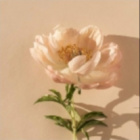 ._._.Flower._._.