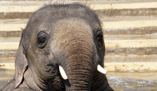 Czy jesteś słoniem?