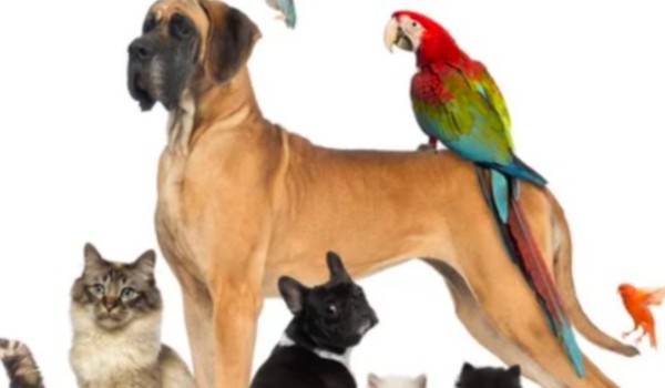 Czy znasz się na zwierzętach ?