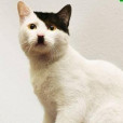 Adolf_Kitler