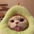 avocadocat