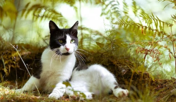 Opo z obs Wojownicy: rozdział 8