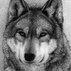 Wilczek_II