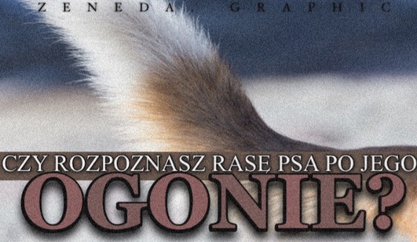 Czy rozpoznasz rasę psa po jego ogonie?