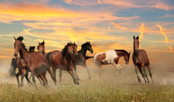 Czy rozpoznasz rasy koni?