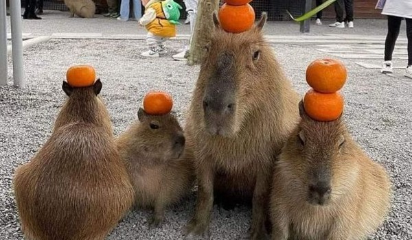 Horoskop:Jaką kapibarą jesteś?