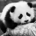 pandzianka