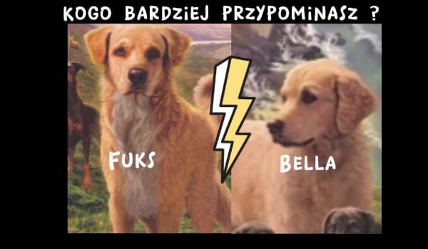 Kogo bardziej Przypominasz Fuks czy Bella