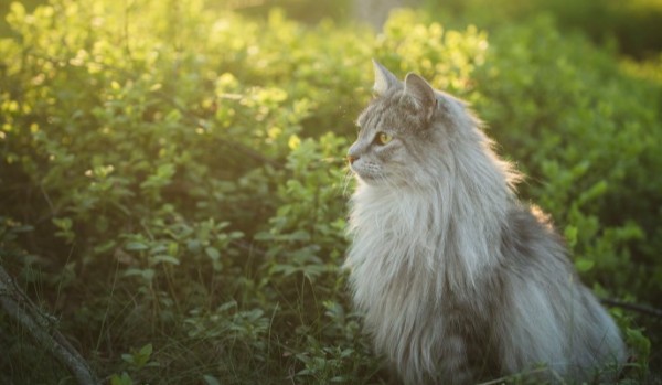 30 dni z Wojownikami – dzień 11