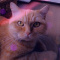 Hollycat