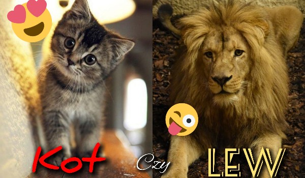 Kot czy lew? Kogo bardziej przypominasz?