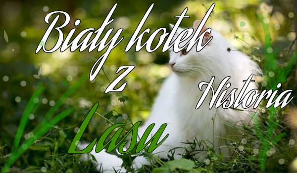 Biały kotek z lasu~ Część V