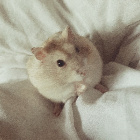 Chomig.Rubisia