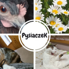 PysIaczeKyt