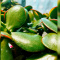 I.Love.Plants