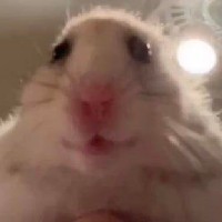 pink.fluffy.unicorn.