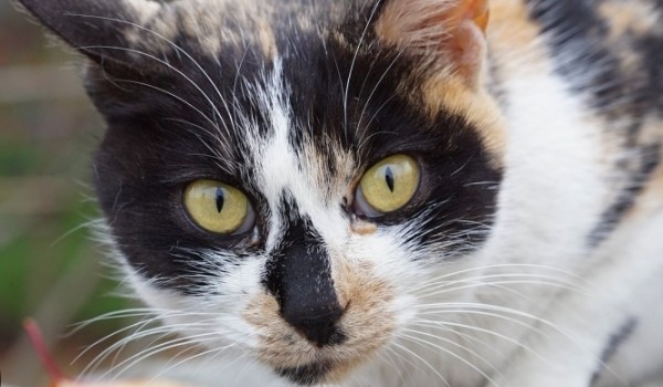 Przetrwaj rok jako Kotek! (Dla chłopaków)