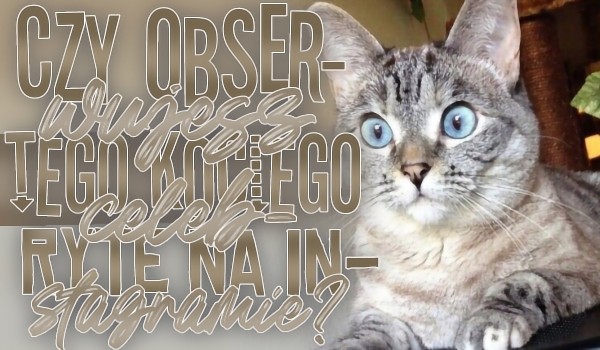Czy obserwujesz tego kociego celebryte na Instagramie?