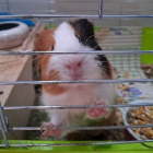 Caviadomowa