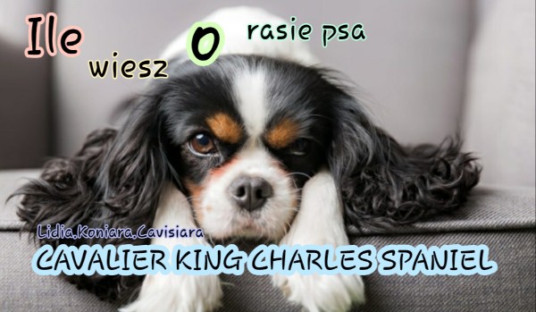 Ile wiesz o rasie psa Cavalier King Charles spaniel?