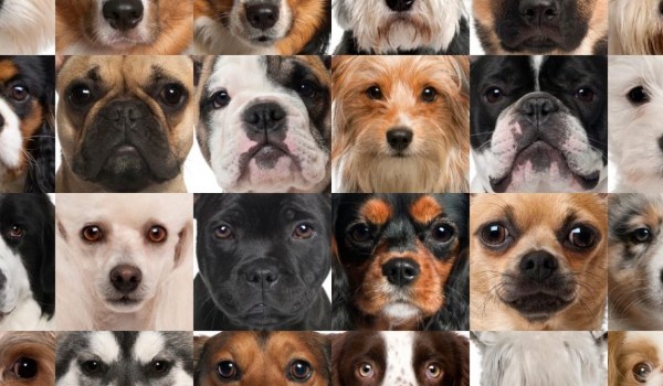 Czy rozpoznasz te rasy psów????