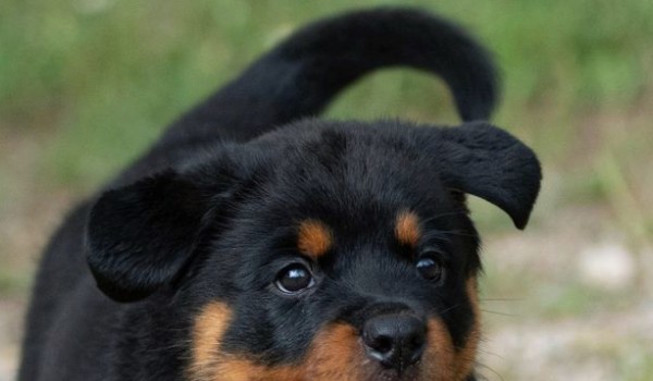 Jak wyobrażam sobie moich obserwatorów