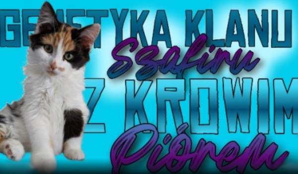 |• Genetyka Klanu Szafiru z Krowim Piórem: Błękitka! •|