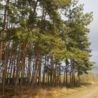Wiksa_koniaura