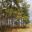 Wiksa_koniaura