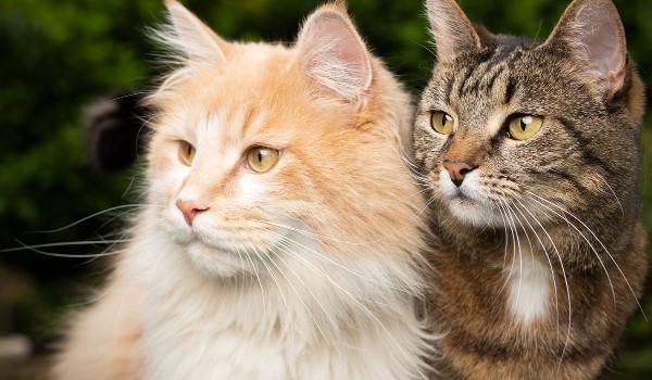 czyy koty som ładne